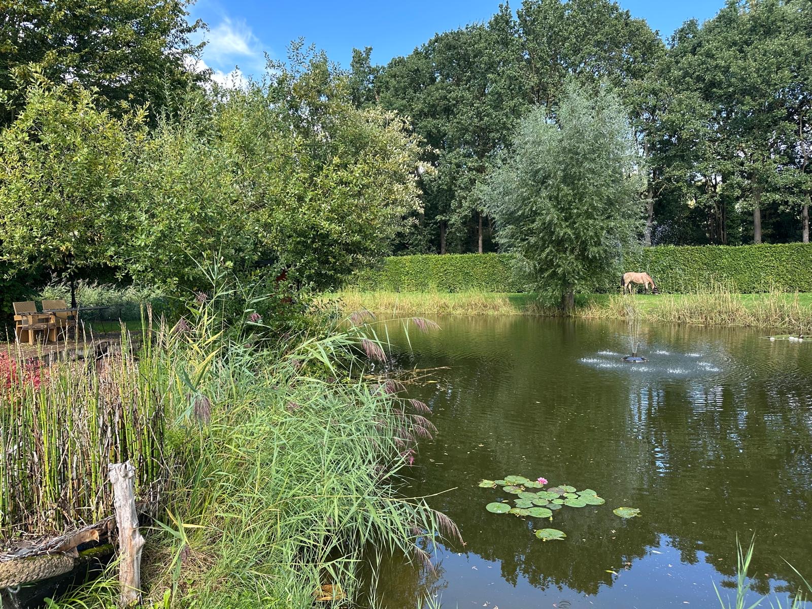 De vijver met watervogels en een grazend paard